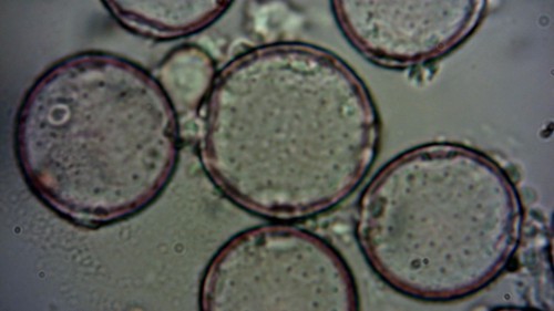 pollen nummer vier