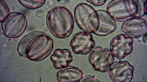 Blauwpaarse pollen diverse aanzichten