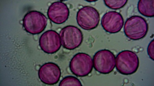 Gele pollen nummer 6