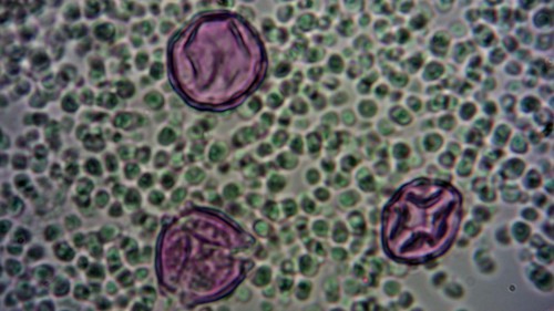 andere pollen met ricolporaat