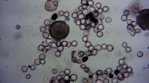 meerder pollen samen