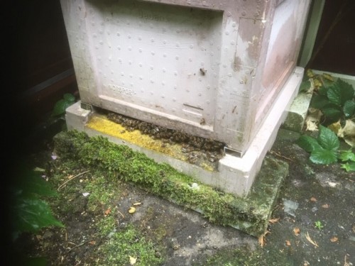 ze passen er bijna niet in...ingang hoogte 3 cm