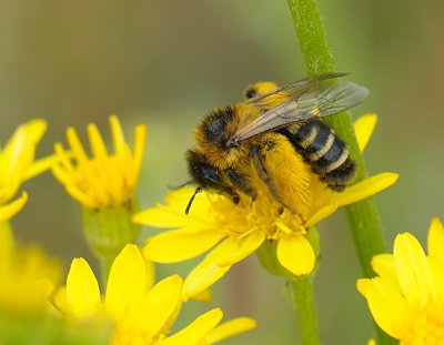 Pluimvoetbij, Abeille de plumeau.