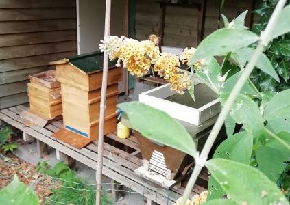 Vlinderstruikbloem met bijtje