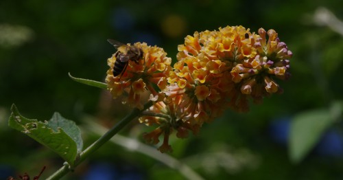 bijtje op de vlinderstruik.