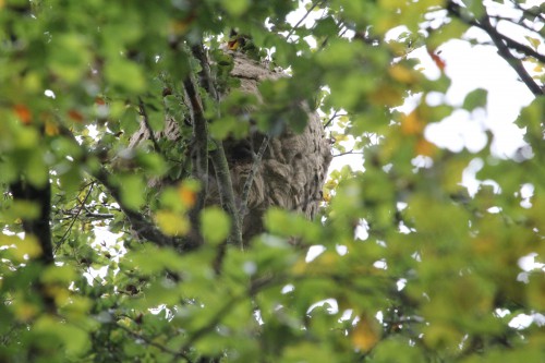 Nest van een halve meter diameter, 20 meter hoog in een beuk