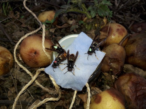 Lokpot tussen rotte peren