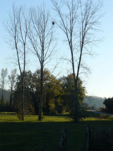 nest Velutina zit hoog.JPG