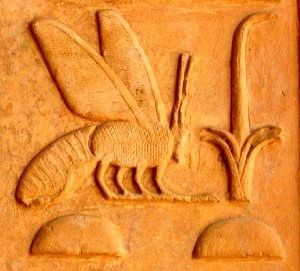 egypte en bij.jpg