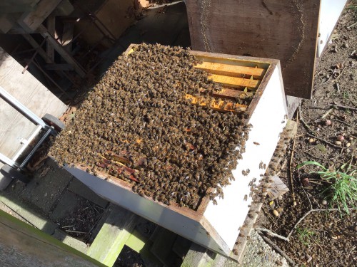 Arme bijtjes. Met enig geweld uit de korf verdreven, maar gelukkig wacht er een nieuwe woning, geheel gereed om betrokken te worden.