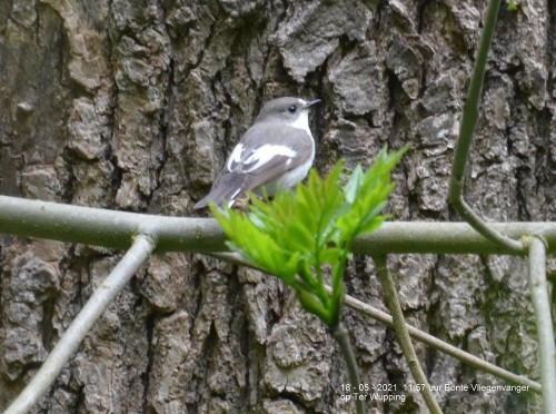 Holenbroeder Bonte vliegenvanger t.o. Zjef's nestkast<br />waarin het vrouwtje broedt.<br />Foto vanmorgen 18 mei om 12 <br />uur gemaakt door Gerrit van <br />SOVON.