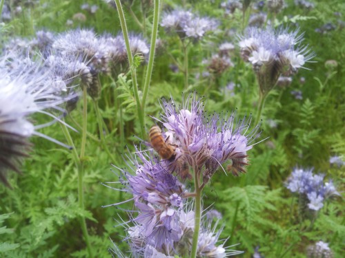 20130615_165900_resized.jpg