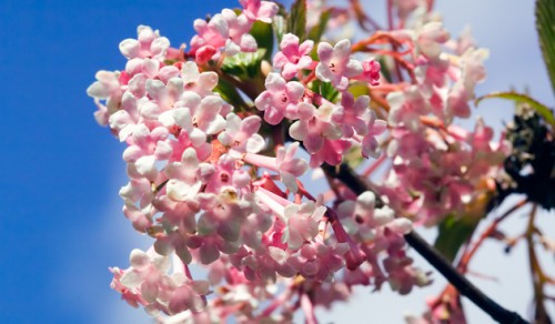 viburnum-bodn-shutter-630.jpg