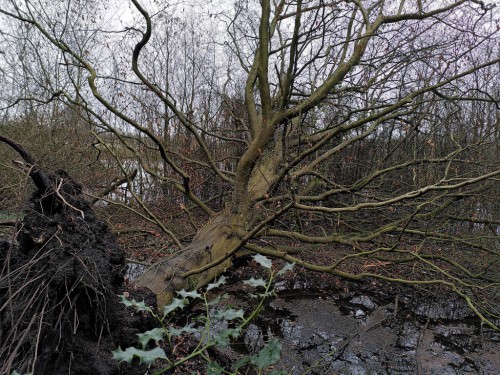 Zij wordt 'n natuurlijke speeltuin voor jonge steen-<br />en boommarters en eekhoorntjes en jonge bosuilen en...